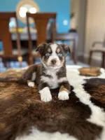 Rossie, a female Toy Australian Shepherd for sale in Dallas, TX – 2 of 3