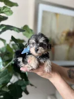 Max, a male Yorkipoo for sale in Dallas, TX – Photo 1 of 2