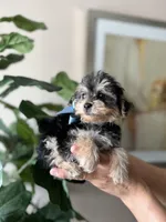 Max, a male Yorkipoo for sale in Dallas, TX – Photo 2 of 2