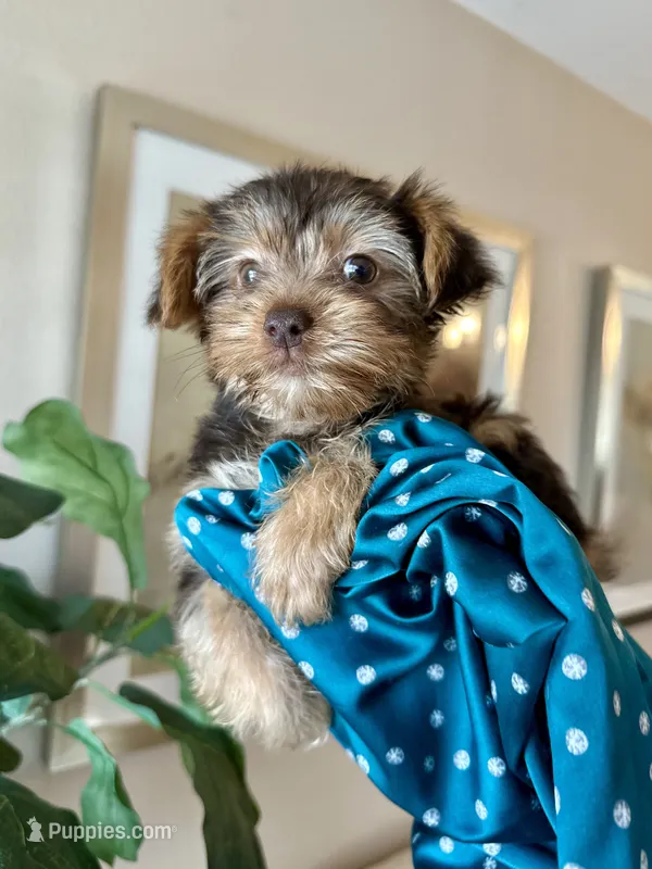  Bruno  – Yorkshire Terrier puppy for sale in Dallas, TX