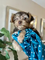  Bruno , a male Yorkshire Terrier for sale in Dallas, TX – 1 of 3