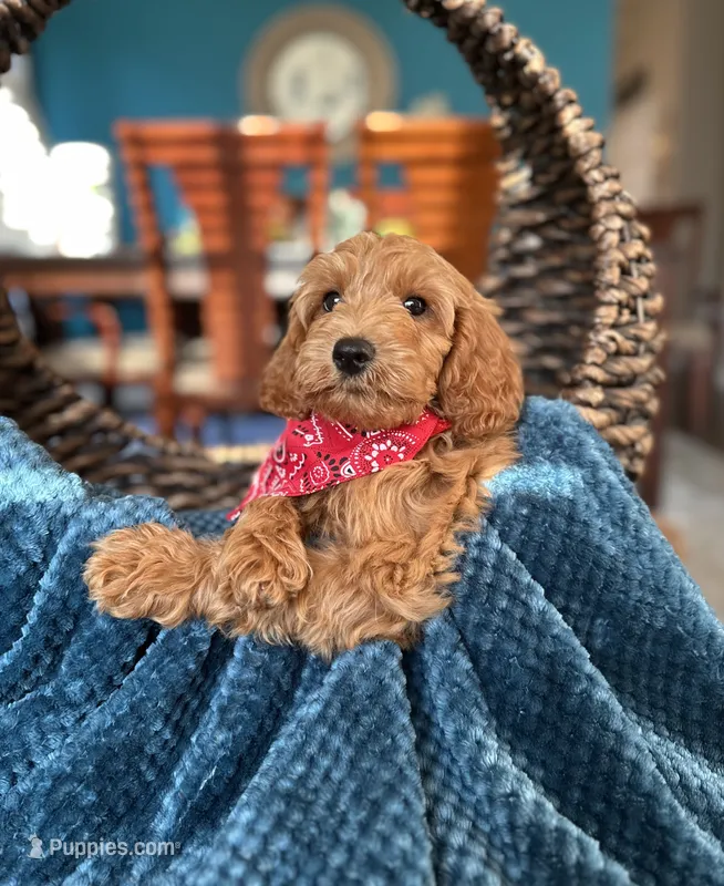 Woody – Miniature Goldendoodle puppy for sale in Dallas, TX