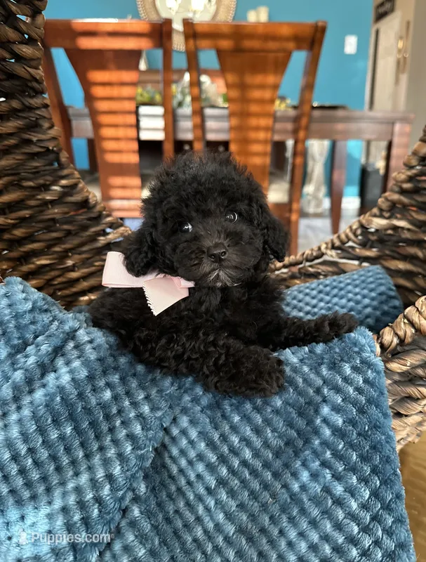 Coco – Poodle - Toy  puppy for sale in Dallas, TX