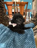 Coco, a female Poodle - Toy  for sale in Dallas, TX – 1 of 3