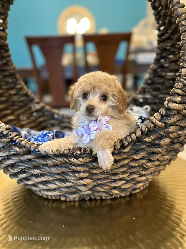 Issabela  – Poodle - Toy  puppy for sale in Dallas, TX