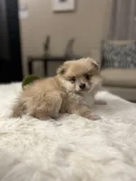 Bear, a male Pomeranian for sale in Dallas, TX – Photo 3 of 3