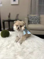 Bear, a male Pomeranian for sale in Dallas, TX – Photo 1 of 3