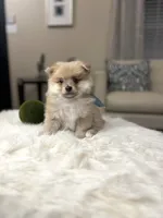 Bear, a male Pomeranian for sale in Dallas, TX – Photo 2 of 3