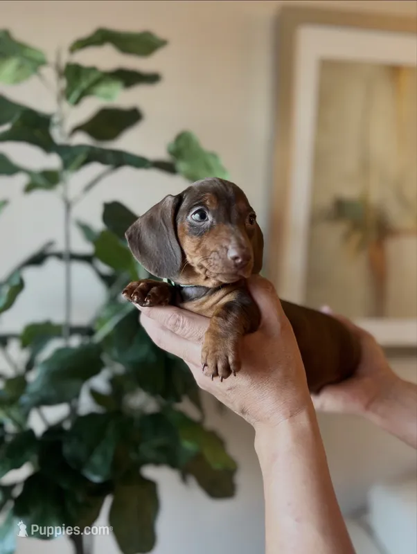 Trixie – Miniature Dachshund puppy for sale in Dallas, TX