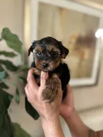 Billy, a male Yorkshire Terrier for sale in Dallas, TX – 3 of 3
