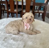 Lola , a female Poodle - Toy  for sale in Dallas, TX – 3 of 3