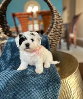 Gracie, a female Havachon for sale in Dallas, TX – 3 of 3