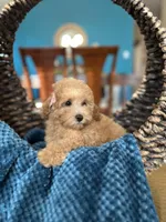 Margaret , a female Poodle - Miniature  for sale in Dallas, TX – 2 of 3