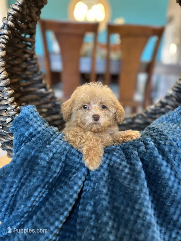 Milo – Poodle - Toy  puppy for sale in Dallas, TX