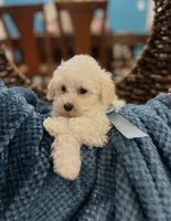 Tom, a male Poodle - Miniature  for sale in Dallas, TX – 3 of 3