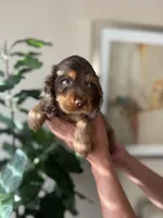 cooper , a male Cocker Spaniel for sale in Dallas, TX – Photo 2 of 4