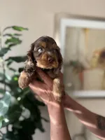 cooper , a male Cocker Spaniel for sale in Dallas, TX – Photo 3 of 4