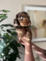 cooper , a male Cocker Spaniel for sale in Dallas, TX – Photo 1 of 4