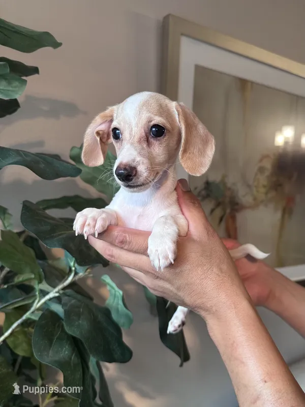 Jack – Miniature Dachshund puppy for sale in Dallas, TX