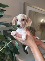 Jack, a male Miniature Dachshund for sale in Dallas, TX – 1 of 4