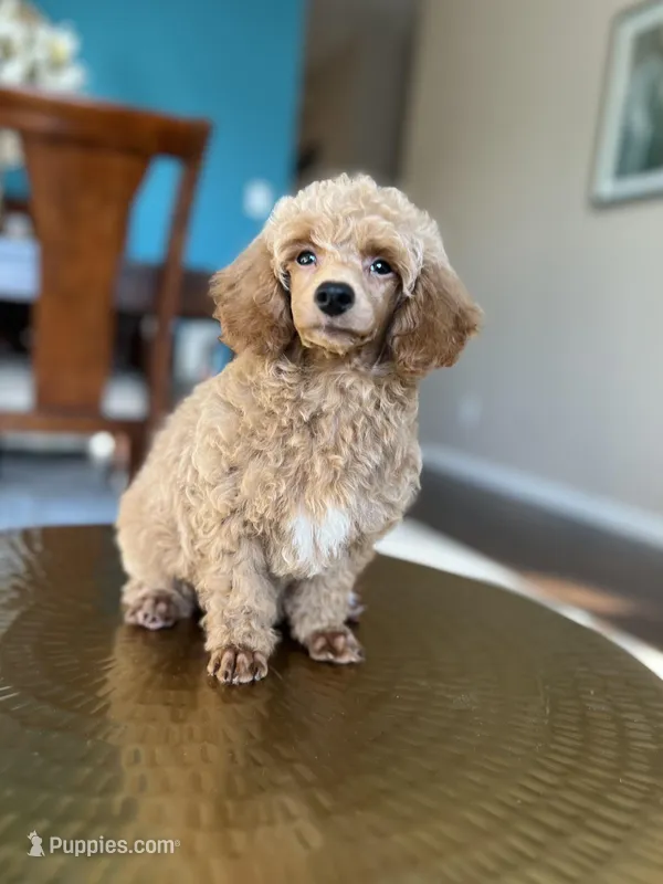 Leo , a male Poodle - Miniature  for sale in Dallas, TX – Photo 1 of 3