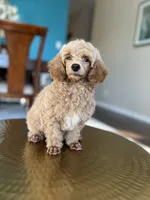 Leo , a male Poodle - Miniature  for sale in Dallas, TX – Photo 1 of 3
