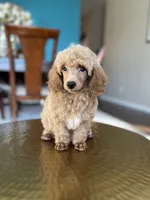 Leo , a male Poodle - Miniature  for sale in Dallas, TX – Photo 3 of 3