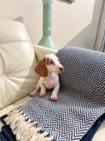 Lili, a female Miniature Dachshund for sale in Dallas, TX – 2 of 3
