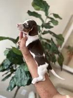 Edison, a male Miniature Dachshund for sale in Dallas, TX – 3 of 3