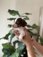 Edison, a male Miniature Dachshund for sale in Dallas, TX – 2 of 3