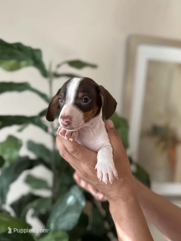 Edison – Miniature Dachshund puppy for sale in Dallas, TX