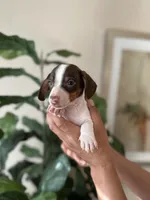 Edison, a male Miniature Dachshund for sale in Dallas, TX – 1 of 3
