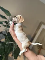 Jack, a male Miniature Dachshund for sale in Dallas, TX – 4 of 4