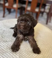 Kate, a female Yorkipoo for sale in Dallas, TX – 2 of 2