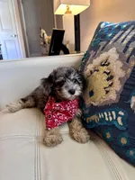 Chester , a male Poodle - Miniature  for sale in Dallas, TX – 1 of 3