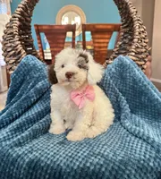Luna, a female Maltipoo for sale in Dallas, TX – 3 of 3