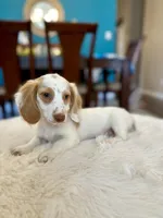 Max , a male Miniature Dachshund for sale in Dallas, TX – 3 of 3