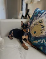 Rocky-mini, a male Doberman Pinscher for sale in Dallas, TX – 2 of 3