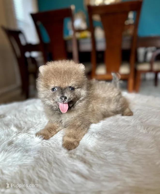 Oslo  – Pomeranian puppy for sale in Dallas, TX