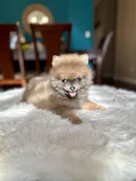 Oslo , a male Pomeranian for sale in Dallas, TX – 3 of 3