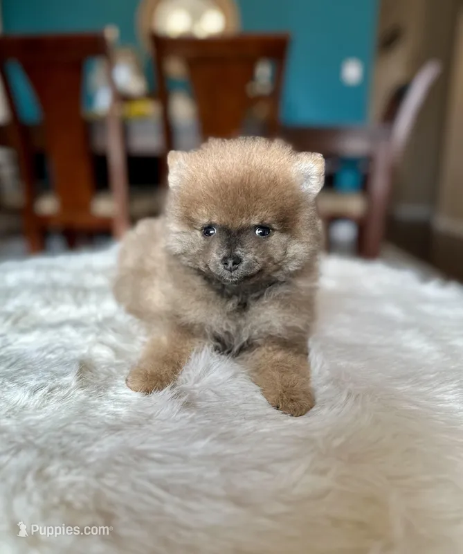 Oslo  – Pomeranian puppy for sale in Dallas, TX