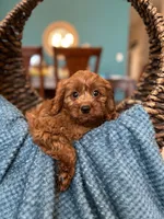 Cooper , a male Cavapoo for sale in Dallas, TX – 3 of 3