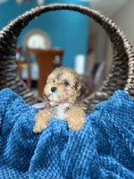 Leyla , a female Poodle - Miniature  for sale in Dallas, TX – Photo 3 of 3