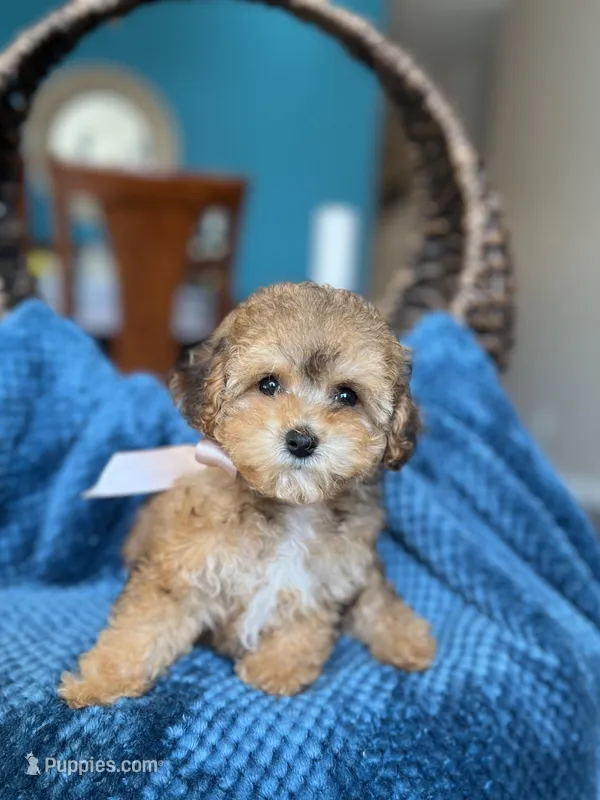 Leyla  – Poodle - Miniature  puppy for sale in Dallas, TX