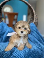 Leyla , a female Poodle - Miniature  for sale in Dallas, TX – Photo 1 of 3