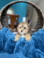 Leyla , a female Poodle - Miniature  for sale in Dallas, TX – Photo 2 of 3