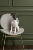 Lucy, a female Italian Greyhound for sale in Dallas, TX – 1 of 4