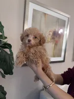 Milo, a male Poodle - Toy  for sale in Dallas, TX – 3 of 3