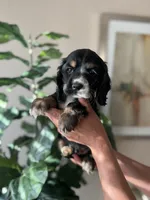 Charlie , a male Cocker Spaniel for sale in Dallas, TX – Photo 2 of 3