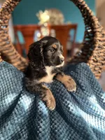 Charlie , a male Cocker Spaniel for sale in Dallas, TX – Photo 3 of 3